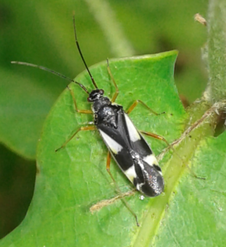 Miridae : Dryophilocoris flavoquadrimaculatus?  S
